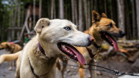 perros mataron a una mujer en california