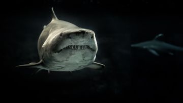 foto de tiburón en el mar