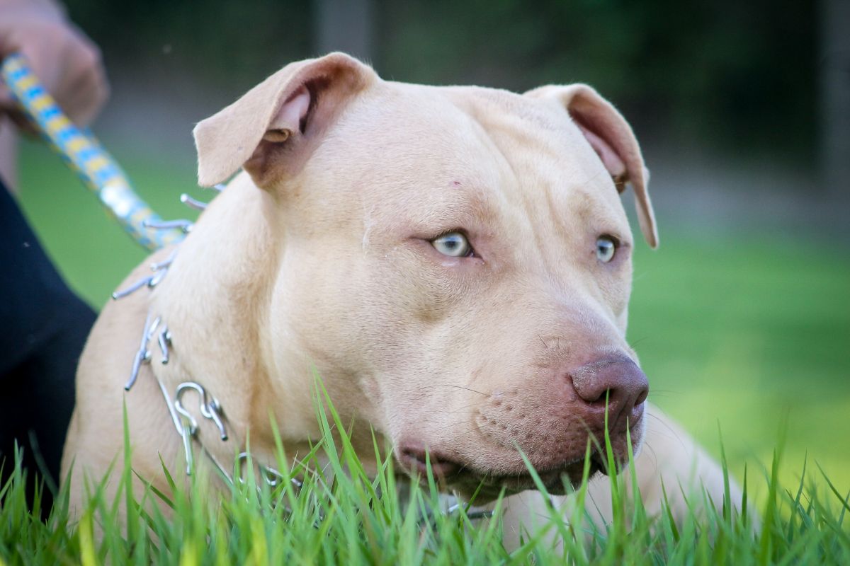 Wisconsin woman dies after defending son from pit bull