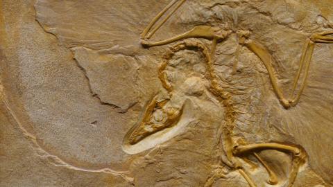embrión de dinosaurio descubierto en china a dentro de su huevo