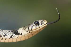 Fenómeno de La Niña causa plaga de serpientes y arácnidos en Australia