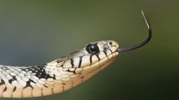 serpiente en australia