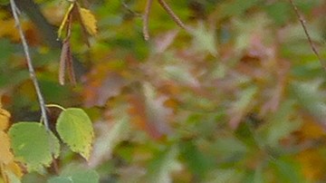 Predicciones Baba Vanga 2022