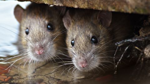 Ratas Nueva York