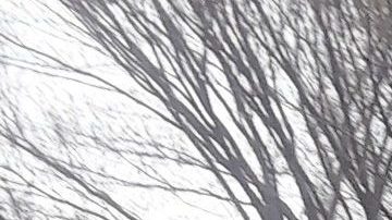 Ambulancia en Central Park, NYC/Archivo.