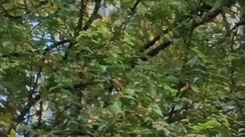 La activista mexicana residente de Nueva York, Ana Ramírez, en una de sus tantas acciones de calle: "No nos traten como unos ignorantes".