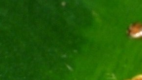 El artículo en el que la nueva especie es descrita y nombrada oficialmente fue publicado este lunes en la revista científica ZooKeys