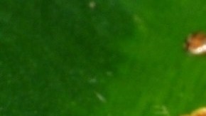 El artículo en el que la nueva especie es descrita y nombrada oficialmente fue publicado este lunes en la revista científica ZooKeys