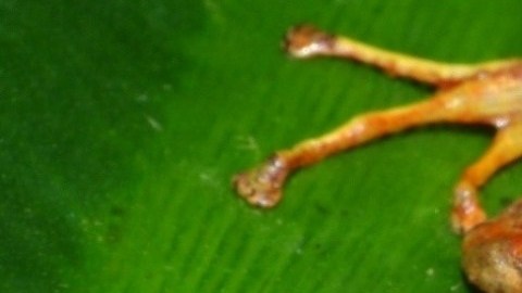 El artículo en el que la nueva especie es descrita y nombrada oficialmente fue publicado este lunes en la revista científica ZooKeys