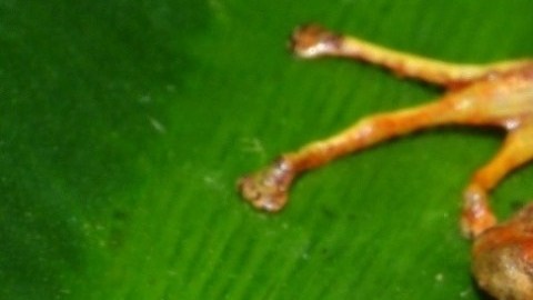 El artículo en el que la nueva especie es descrita y nombrada oficialmente fue publicado este lunes en la revista científica ZooKeys