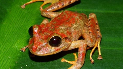 El artículo en el que la nueva especie es descrita y nombrada oficialmente fue publicado este lunes en la revista científica ZooKeys