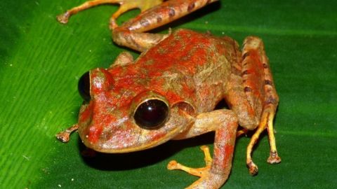 El artículo en el que la nueva especie es descrita y nombrada oficialmente fue publicado este lunes en la revista científica ZooKeys