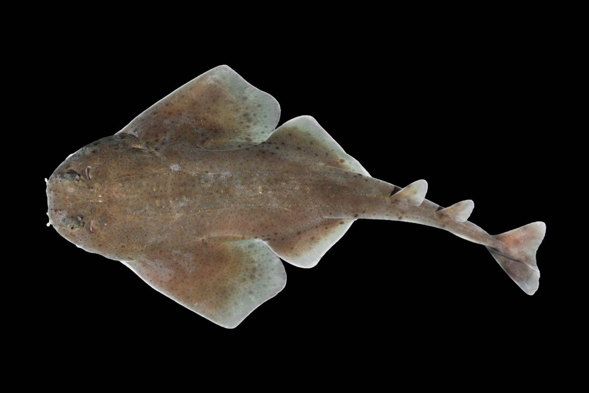 La especie de tiburón fue hallada durante dos expediciones realizadas en 2010 y 2011.