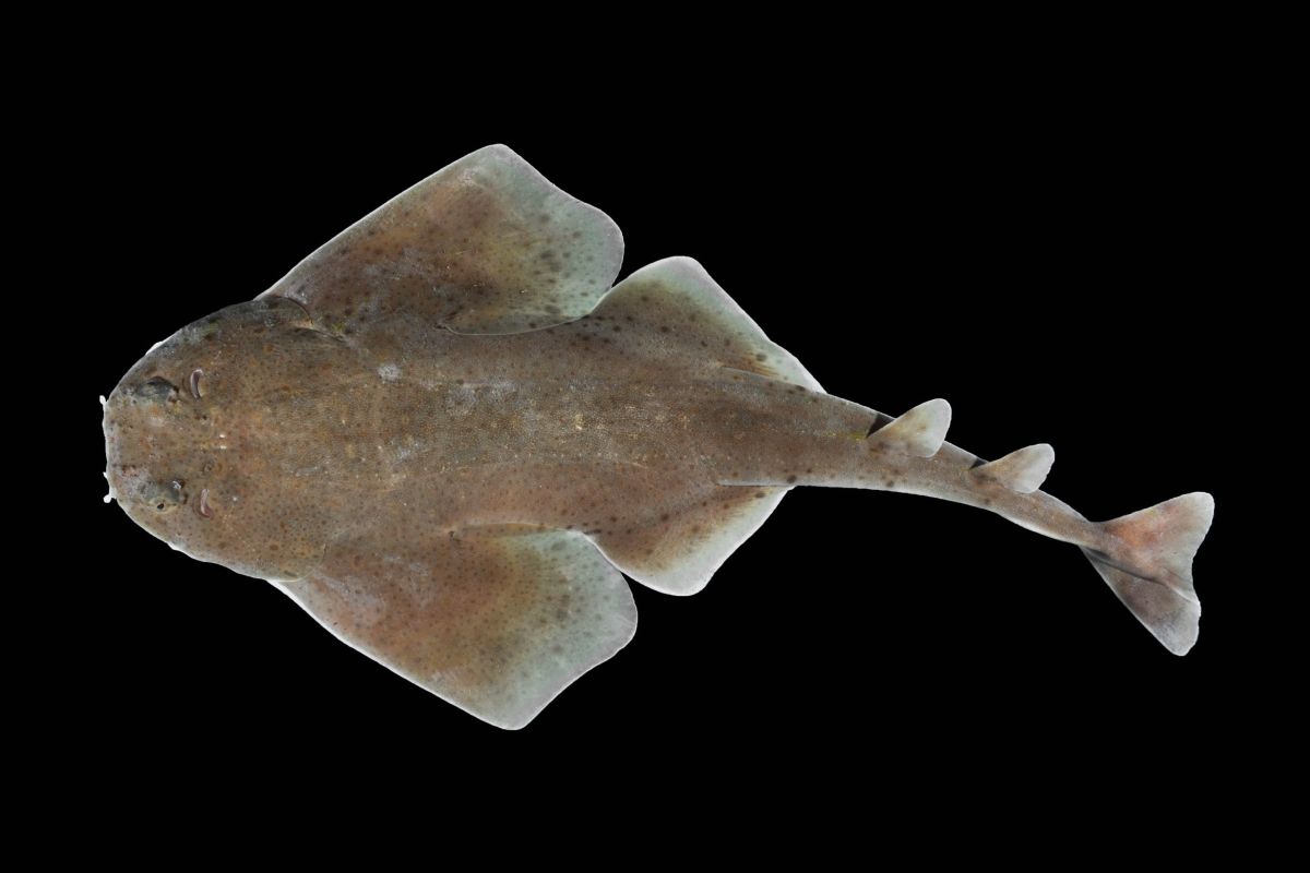 The shark species was found during two expeditions carried out in 2010 and 2011.