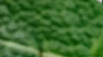 Bebidas mexicanas para la resaca