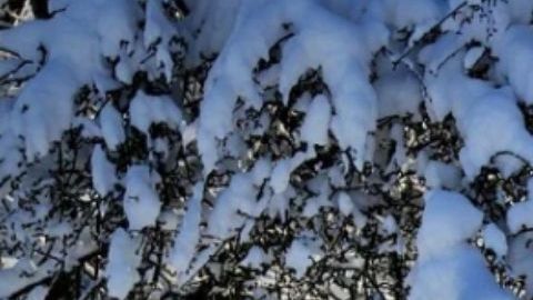 Nieve