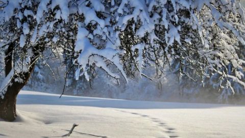 Nieve