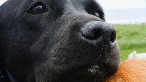 Paseadora de perros