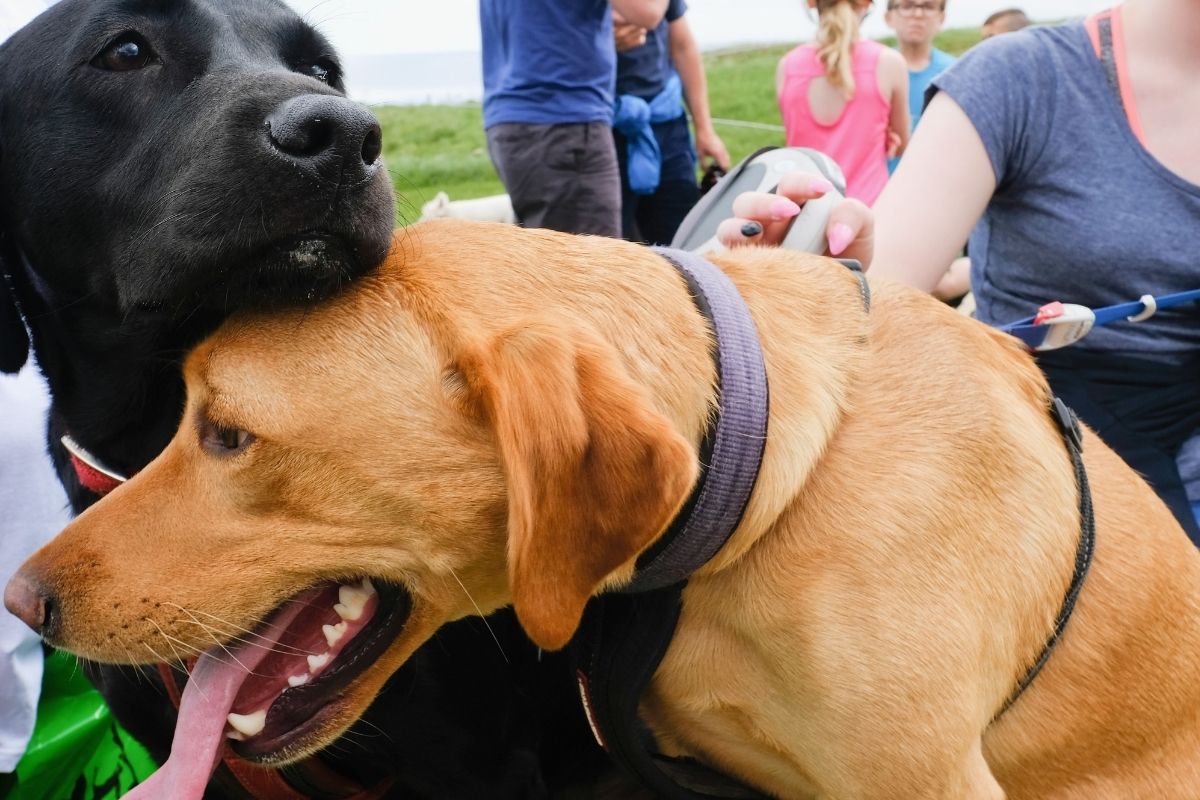 Perros Desfiguran El Rostro De Paseadora De Canes Se Comieron Sus