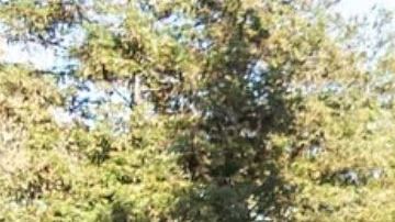 De Renata Sánchez Para (27)