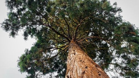 Árbol