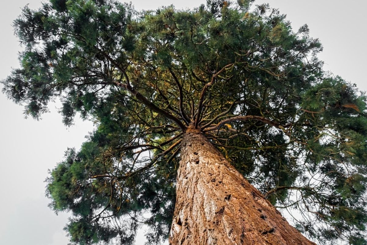 Brothers cut down a tree with a lot of history in Ohio.