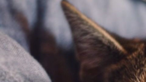 Gatos