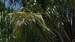 Policía del condado de Orange