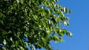 La Corte Suprema discutirá una demanda sobre la "acción afirmativa".