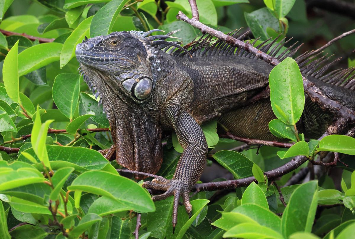 Expertos advierten de lluvia de iguanas en Florida por temperaturas de no  más de 32 °F a partir de mañana - El Diario NY