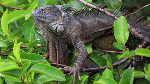 Iguanas Florida