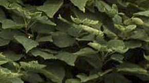 La familia Montaner en la boda de Ricky y Stefi.