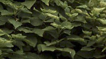 La familia Montaner en la boda de Ricky y Stefi.