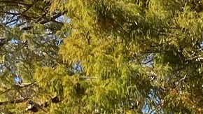 TPS para un millón de inmigrantes es lo que demócratas piden a la Administración Biden