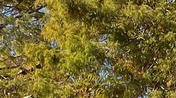 TPS para un millón de inmigrantes es lo que demócratas piden a la Administración Biden