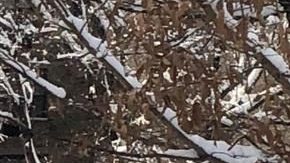 Ola de frío en 12 estados: cuáles son las temperaturas previstas para el fin de semana