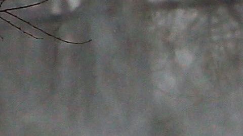 Perro atrapado en la nieve