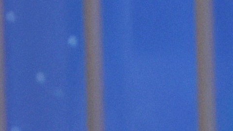 Joe y Jill Biden presentaron a la gata Willow, la nueva mascota de la Casa Blanca