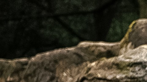 Madre lanza a su hija de 3 años a fosa de osos en zoológico de Uzbekistán