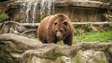Madre lanza a su hija de 3 años a fosa de osos en zoológico de Uzbekistán