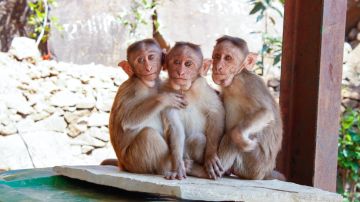 Monos roban a bebé de 2 meses en la India y terminan ahogándolo