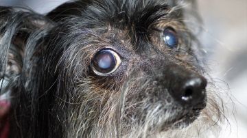 Lo que sienten los perros antes de morir, según los veterinarios