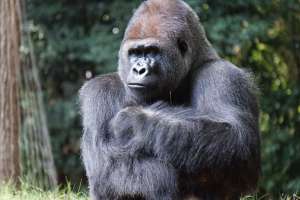 Ozzie, el gorila macho más viejo del mundo, muere en el zoo de Atlanta a los 61 años
