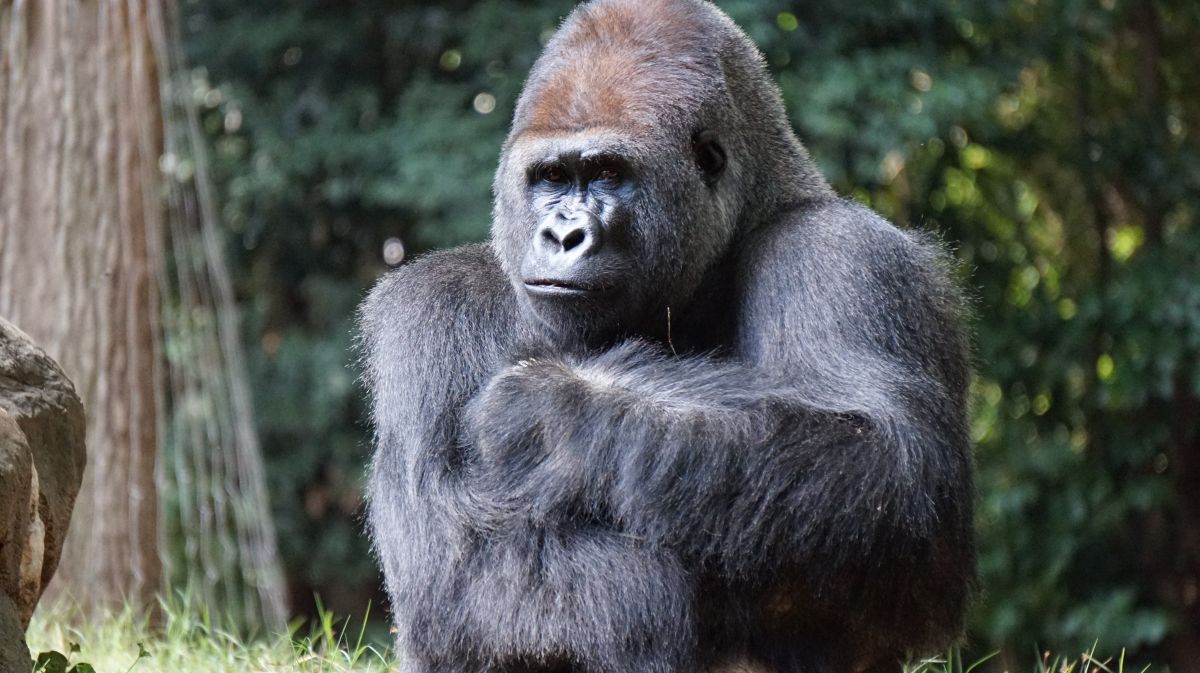 Ozzie was the third oldest gorilla in the world, after two females.