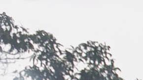 El hombre incendió un pequeño inmueble con el cadáver de un hombre y un perro en su interior.