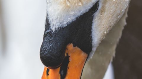 Pasajeros esperaron con paciencia hasta que el cisne se retiró de las vías.