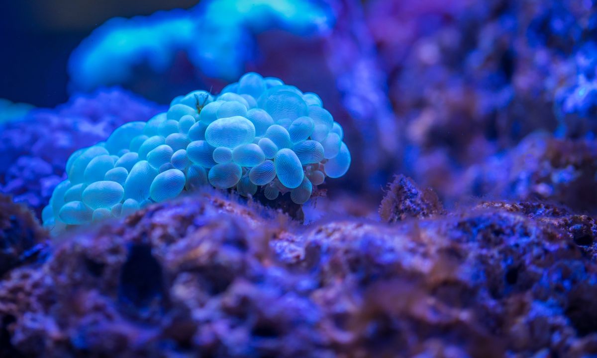Scientists discover a marine microbe that produces oxygen in the dark
