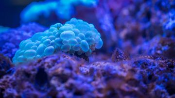 microbio fondo del mar Nitosopumilus maritimus