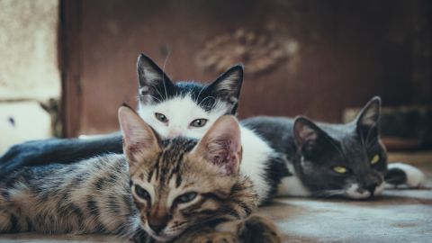 Los tres gatos se turnan para que la caja de la licuadora nunca se queda sin vigilancia.