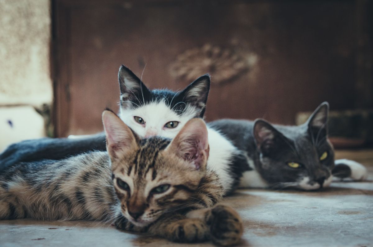 Los tres gatos se turnan para que la caja de la licuadora nunca se queda sin vigilancia.